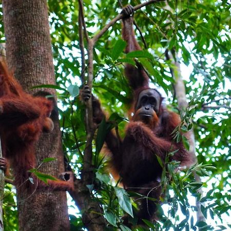 Sumatra Orangutan Discovery Villa Bukit Lawang Buitenkant foto