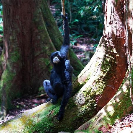 Sumatra Orangutan Discovery Villa Bukit Lawang Buitenkant foto