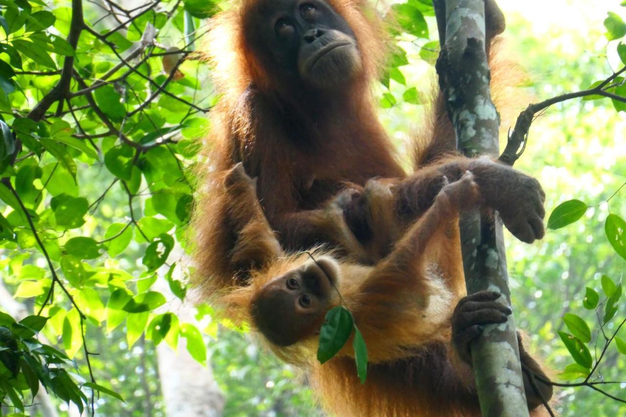 Sumatra Orangutan Discovery Villa Bukit Lawang Buitenkant foto