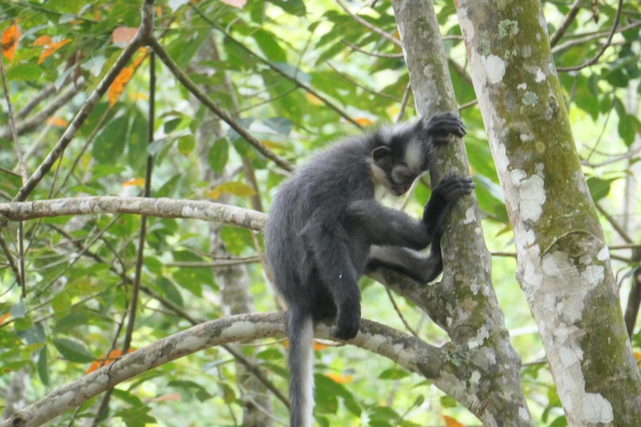 Sumatra Orangutan Discovery Villa Bukit Lawang Buitenkant foto