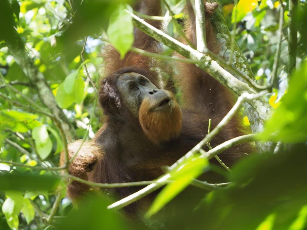 Sumatra Orangutan Discovery Villa Bukit Lawang Buitenkant foto