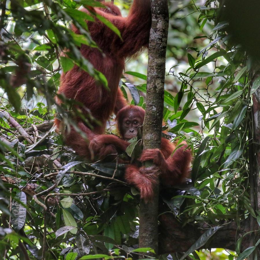 Sumatra Orangutan Discovery Villa Bukit Lawang Buitenkant foto