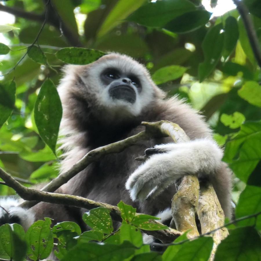 Sumatra Orangutan Discovery Villa Bukit Lawang Buitenkant foto