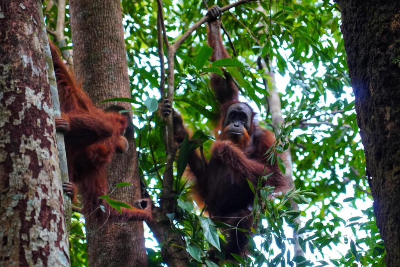 Sumatra Orangutan Discovery Villa Bukit Lawang Buitenkant foto