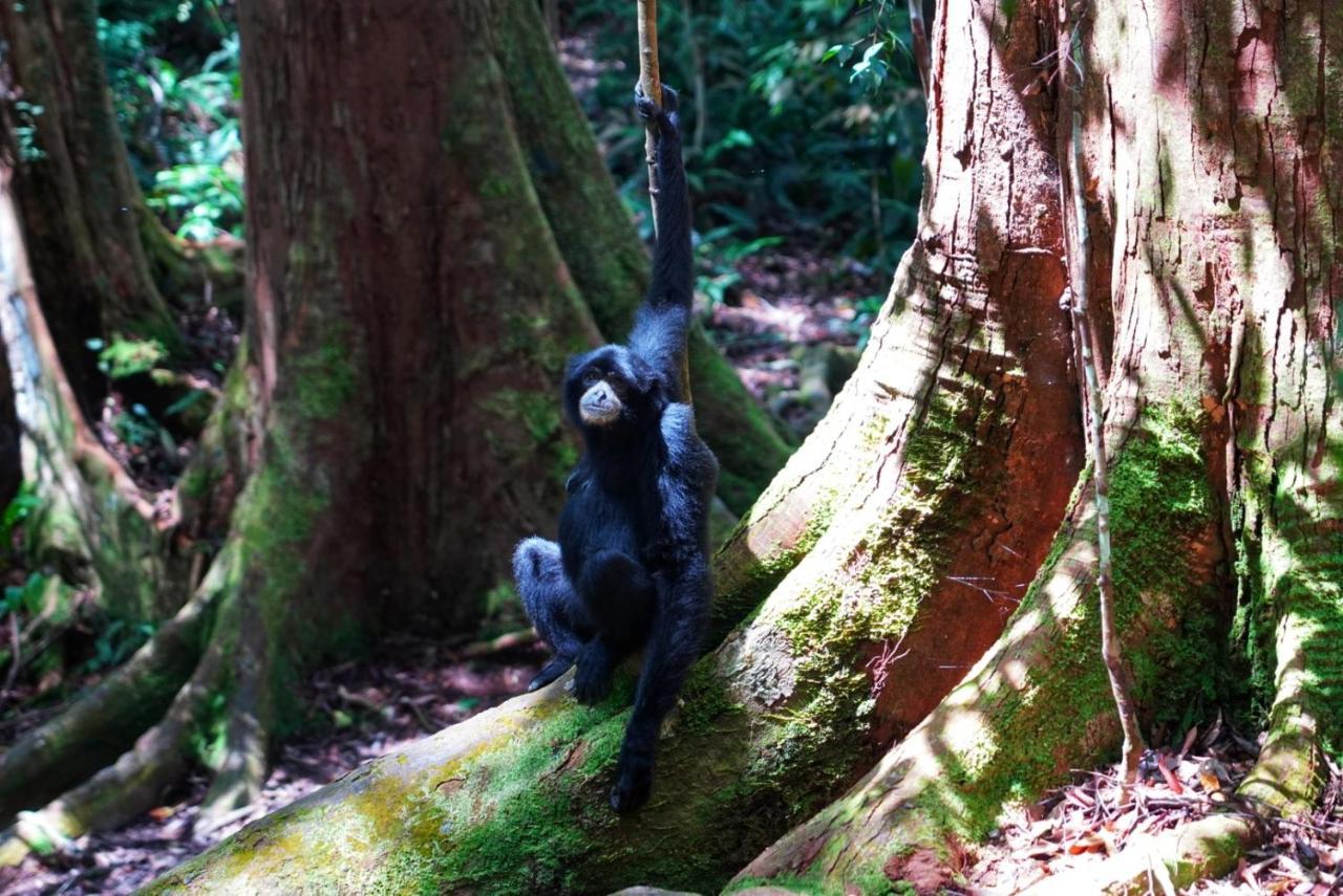 Sumatra Orangutan Discovery Villa Bukit Lawang Buitenkant foto